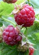Rubus idaeus 'Himbo Top' Rubus idaeus Twotimer Sugana Raspberry Raspberry green, slotted white VI-VII green, slotted
