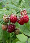 humous sunny to lightly shady 2,0 Raspberry 25-30 36 180 Rubus idaeus 'Malling Promise' Raspberry dark green, oval