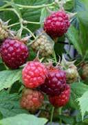 frost-hardy 2,0 25-30 36 180 Rubus idaeus 'Pokusa' Raspberry green, slotted sunny to lightly shady 2,0 25-30 36 180
