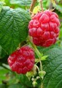 slightly alkalic, sandy humous sunny to partial shady, frost-hardy 2,0 25-30 36 180 VACCINIUM white dry to fresh,