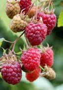 The delicious berries contain a lot of vitamins. They are already ripe fruit from the summer months until October.