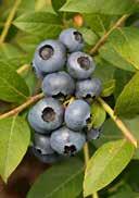 Blueberry dark green leaves white V partial shady, tolerant to