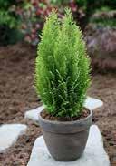 loamy 2,0 25-30 36 216 Chamaecyparis lawsoniana 'Ellwoodii' Cypress green, fan-shaped, short needles lightly to partial shady, warm requiring, medium