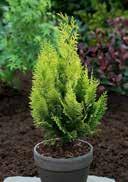 Cypress shiny yellow, fan-shaped sunny to partial shady, frost-hardy 1,0 Column 15-20