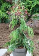 Cypress Small tree (>7m) fan-shaped to thready slightly acidic to alkalic, high