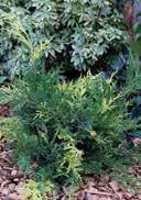 Other ones from american or asiatic landscapes are different to them. All Junipers are evergreen and frugal in view of their requirements.