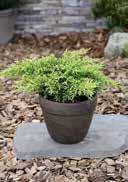 loamy-humous sunny to partial shady, frost-hardy Juniperus chinensis 'Mint Julep' Chinese Juniper dry to moist, medium nutrient, slightly acidic to very alkalic,