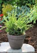 loamy-humous sunny to partial shady, frost-hardy Juniperus chinensis 'Goldfern' Chinese Juniper short needles, light green to golden 1,0 15-20 50 300 2,0 25-30 36