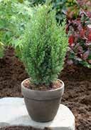 50 300 2,0 25-30 36 216 7,0 40-50 15 60 Juniperus chinensis 'Stricta' Chinese Juniper bluish green, short  50 300 5,0 40-50 21 84 7,0 60-80