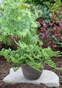 mainly frost-hardy Juniperus horizontalis 'Pancake' Creeping Juniper Dwarf shrub(>0,1m) scale-like branches Heathers and