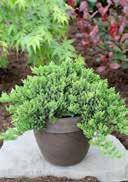 chilled, frost-hardy 7,0 25-30 15 60 Juniperus horizontalis 'Prince of Wales' Creeping Juniper Dwarf shrub(>0,1m) 5,0