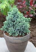 Juniperus squamata 'Blue Star' Flaky Juniper blue, white frosted, short needles 1,0 15-20 50 300 2,0 15-20 36 216 5,0