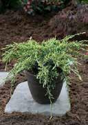 warm requiring, mainly frost-hardy 1,0 Groundcover 15-20 50 300 2,0 25-30 36 216 Juniperus squamata 'Holger' Flaky Juniper green-blue, frosted