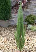 2,0 25-30 36 216 15,0 60-80 10 30 Juniperus virginiana 'Blue Arrow' Eastern Juniper fan-shaped, darkgreen, bluish, short needles Heathers and