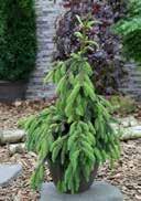 PICEA Picea abies 'Little Gem' Norway Spruce Spruces are showing a wide range of shapes, colours and can be used for a lot of applications.