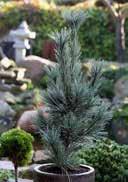 Bizarr forms with a natural growth, like a Japanese bonsai, are found in the species Pinus parviflora.