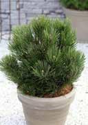 Pinus leucodermis 'Compact Gem' Pinus mugo 'Benjamin' Bosnian Pine Mountain Pine lightgreen wood, green, elongated
