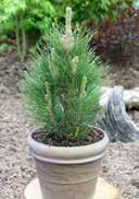 pumilio Mountain Pine 2,0 15-20 36 216 15,0 40-50 8 16 30,0 70-80 6 18 30,0 ha 80 cm 6 6 Pinus parviflora 'Bonnie Bergmann'