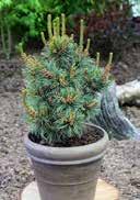 summers and cold winters, frost-hardy 2,0 Top Range 15-20 36 180 15,0 40-50 8 16 Pinus parviflora 'Gimborn's Ideal' Pinus nigra