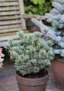 Pinus parviflora 'Hagoromo' Pinus parviflora 'Schoon's Bonsai' Dwarf Japanese White Pine Japanese White Pine grey-blue,