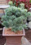 15,0 30-40 8 16 Pinus parviflora 'Kuso Dama' Dwarf Japanese White Pine evergreen medium dry to fresh, slightly  15,0