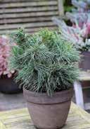 strobus 'Green Curls' Dwarf White Pine bluish silvery needles, soft Areas with a small diversity in vegetation dry to
