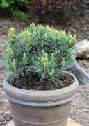 Pinus strobus 'Krüger's Lilliput' Pinus sylvestris 'Chantry Blue' Dwarf White Pine Dwarf Scots Pine silverblue to
