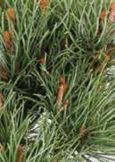 Pinus sylvestris 'Fastigiata' Scots Pine Small tree (>7m) Hardiness <-45,5 C large, silvery blueish needles, two-