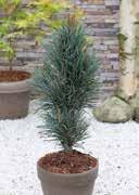 Scots Pine Hardiness <-45,5 C bluish-green to silvery, long needles sunny chilled 2,0 Top Range 15-20 36 180 15,0