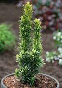 Taxus baccata English Yew Small tree (>7m) shiny, dark green, soft needles place high demands, but adaptable, fresh to moist, slightly acidic to alkalic, very good, loamy soils sunny to partial