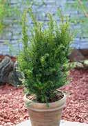 Taxus media 'Grönland' Hybrid Yew THUJA shiny, green sunny to partial shady, frost-hardy Arbovitaes are hedgeplants with best
