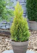 occidentalis 'King of Brabant' Arborvitae Areas with a small diversity in vegetation dry to