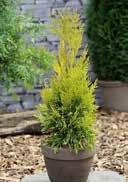 Thuja plicata '4ever Goldy' Thuja plicata 'Kagers Beauty' Western Redcedar Western Redcedar Small tree (>7m) golden,