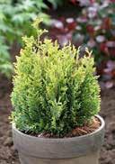 Thuja plicata 'Little Boy' Dwarf Arborvitae vital green, fan-shaped leafs slightly acidic to alkalic, high nutrient,
