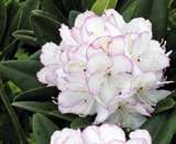 Rhododendron keleticum