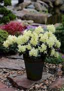HANCEANUM Rhododendron hybrida 'Belami' Rhododendron 'Belami' This dense and small growing species is native to