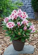 Rhododendron hybrida 'Belkanto' Rhododendron 'Belkanto' lightly to partial shady, frost-hardy vertical upright,