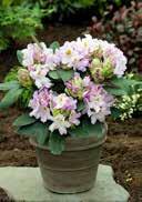 15 60 Rhododendron hybrida 'Germania' Rhododendron 'Germania' egg-shaped, wide, sap green, glossy, smooth