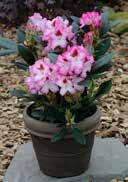 hybrida 'Graziella' Rhododendron 'Graziella' slim lanceolate, glossy leaves pink Week 17-20 lightly to partial