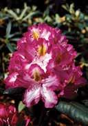 'Junifee' Rhododendron 'Junifee' Week 22-25 Lightgreen, leathery solid, large, egg-shaped leaves.