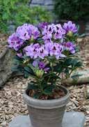 regular, elongate, slim, darkgreen leaves with smooth surface pink with purple spotted center