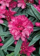 Rhododendron hybrida 'Rosa Perle' Rhododendron 'Rosa Perle' slightly bent, large ovated sap green