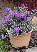dry to moist, medium nutrient, slightly acidic to very alkalic, sandyor loamy-humous KELETICUM wide purple flowers Week 19-22 lightly to partial shady,