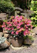 Rhododendron keleticum is rather unpretentious to the location, but it should be avoided blazing midday sun.