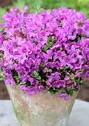 Due to the small size it is also suitable for small house gardens and stone gardens. The compact growth makes it also act as a single plant. Rhododendron saluenense Lavendula is rather unpretentious.