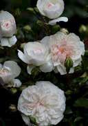 GROUNDCOVER Rosa 'Lavender Dream' Groundcover rose 'Lavender Dream'