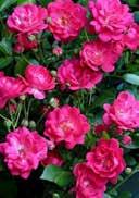 Fairy' Dwarf shrub(>0,1m) glossy, medium green pink, double flowers VII-X