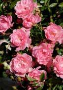 Rosa 'The Fairy' Groundcover rose 'The Fairy' PARFUME Dwarf shrub(>0,1m) small, glossy, dense