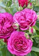 Rosa 'de Rescht' Polyantha Parfume rose 'de Rescht' dark green fuchsia red, double flowers VI-IX
