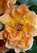 Rosa 'Maigold' Rosa 'Bahama' Bush Parfume Rose 'Maigold' Assortment rose 'Island